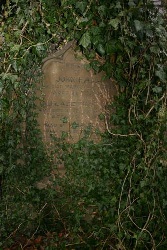 ivy damage at Castleton, Derbyshire (6818)