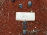 image of grave number 618502