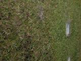image of grave number 538608