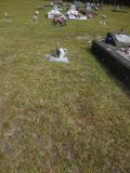 image of grave number 538653