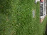 image of grave number 854482