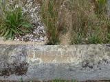 image of grave number 492273