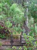 image of grave number 384306