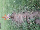 image of grave number 795609
