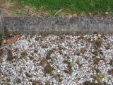 image of grave number 324764