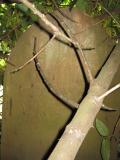 image of grave number 325065