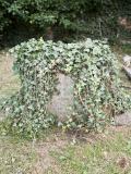 image of grave number 333003