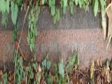 image of grave number 594904