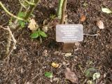 image of grave number 118183
