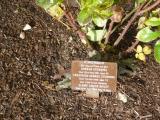 image of grave number 118185