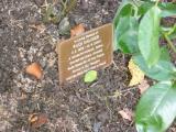 image of grave number 118068