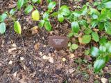 image of grave number 118456