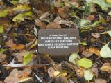 image of grave number 118510
