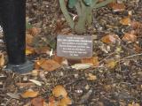 image of grave number 118537