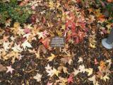 image of grave number 118588