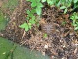 image of grave number 118603