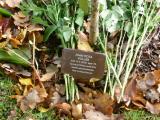 image of grave number 118116