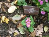 image of grave number 118141