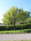 London Road Recreation Ground