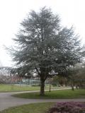 Caldecott Park