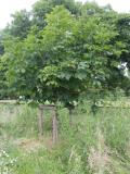 Recreation Ground