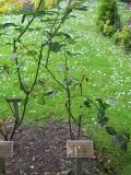 Remembrance Gardens