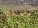 image of grave number 345576