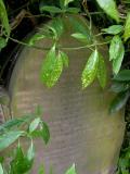 image of grave number 158790