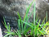image of grave number 177123