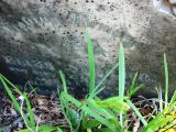 image of grave number 177123