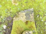 image of grave number 634278
