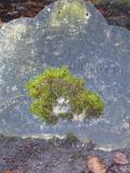 image of grave number 634528