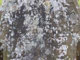 image of grave number 634579