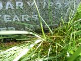 image of grave number 621468